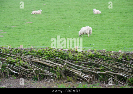 Nuova copertura stratificata in Galles, cominciando a crescere. Foto Stock