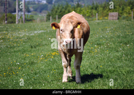 Un grazioso piccolo jersey vitello in un campo Foto Stock