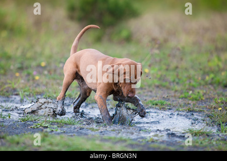 Vizsla ungherese cucciolo giocando in una pozza di fango Foto Stock