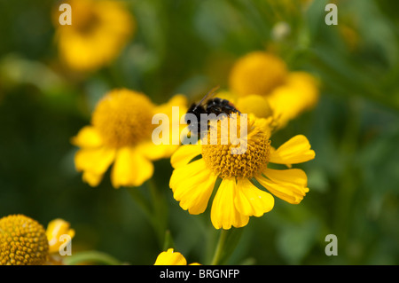 Helenium autumnale, sneezeweed comune Foto Stock