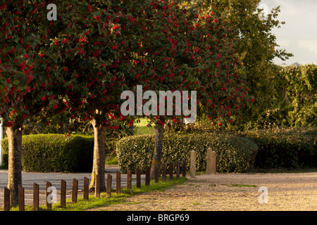 Rowan alberi e ghiaia parcheggio auto Foto Stock