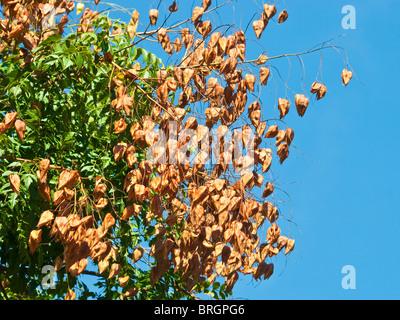 Goldenrain ornamentali albero / Koelreuteria paniculata 'orgoglio dell' India - Indre-et-Loire, Francia. Foto Stock