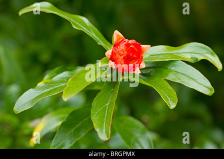 Fiore rosso Melograno (Punica granatum) all'inizio dell'Autunno Foto Stock