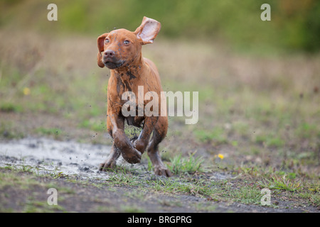 Vizsla ungherese cucciolo giocando in una pozza di fango Foto Stock