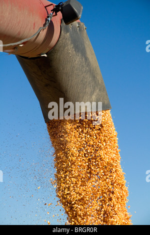 La raccolta del granoturco in Ada County, Idaho. Foto Stock