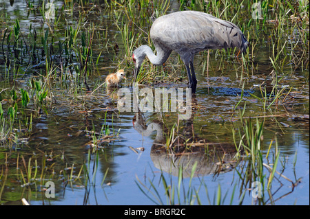 Un adulto sandhill gru con un nuovo pulcino tratteggiata Foto Stock