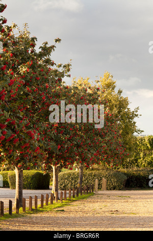 Rowan alberi e ghiaia parcheggio auto Foto Stock