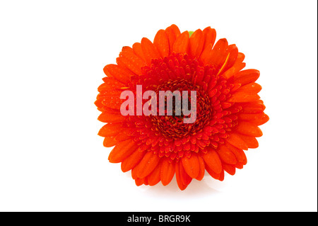 Orange Gerber natura fiore isolato su bianco Foto Stock