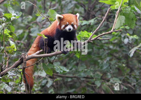 Panda rosso Ailurus fulgens arrampicata a rami di un albero con il contatto visivo Foto Stock