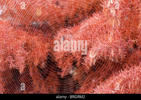 La ragnatela su rosso arbusto, nebbiosa mattina autunnale Foto Stock