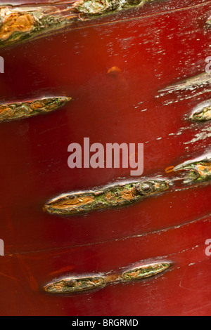 Profondo rosso brillante corteccia del popolo tibetano ciliegio (Prunus serrula) tree in primavera nel Sussex, Regno Unito Foto Stock