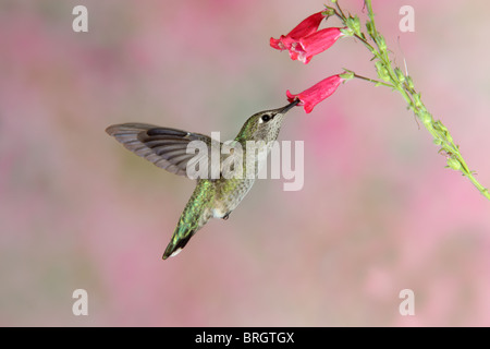 Anna's Hummingbird femmina adulta alimentando ad Penstemon fiore. Foto Stock