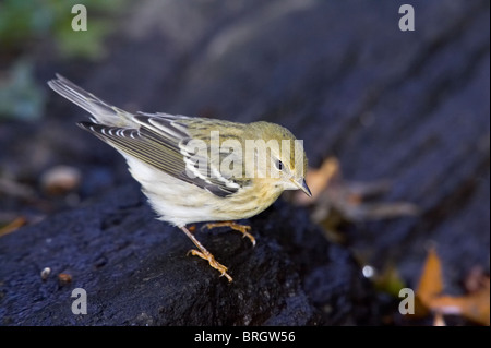 Blackpoll femmina trillo arroccata su una roccia Foto Stock