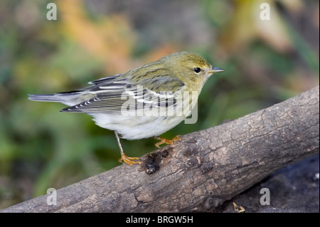 Blackpoll femmina trillo appollaiato su un ramo Foto Stock