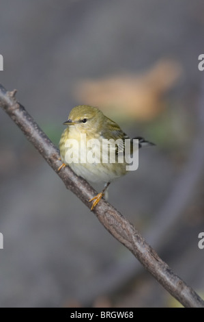 Blackpoll femmina trillo appollaiato su un ramo Foto Stock