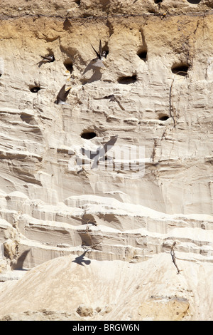 Sand Martin ( Riparia Riparia ) deglutire il sito di nidificazione su un muro di sabbia , Finlandia Foto Stock