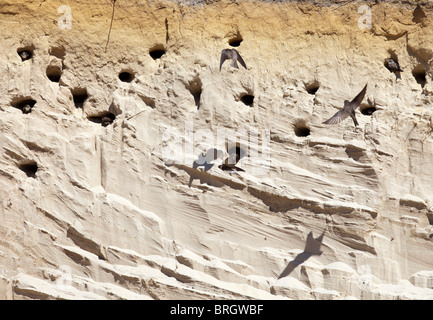 Sand Martin ( Riparia Riparia ) deglutire il sito di nidificazione su un muro di sabbia , Finlandia Foto Stock