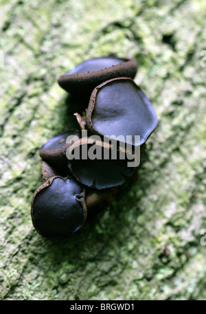 Nero Bulgar, gomma a fungo, Jelly gocce o pulsanti in gomma, Bulgaria inquinans, Bulgariaceae Foto Stock