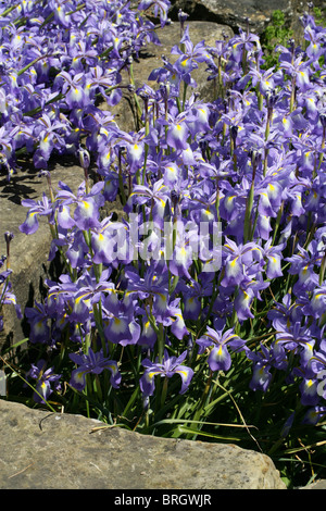 Juno Iris, Iris, cycloglossa Iridaceae, Afghanistan. Foto Stock