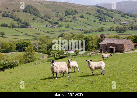 Pecore a Dentdale, nel Parco Nazionale Dales dello Yorkshire, vicino al villaggio di Dent, Cumbria, Regno Unito Foto Stock