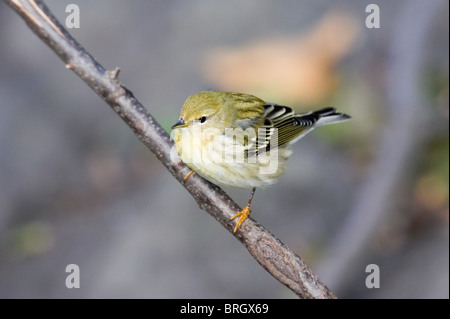 Blackpoll femmina trillo appollaiato su un ramo Foto Stock