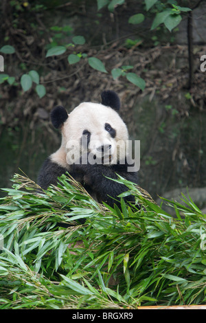 Panda gigante Ailuropoda melanoleauca seduto in un palo di bambù mangiare germogli con un contatto visivo diretto Foto Stock