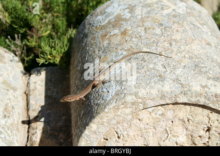 Una politica europea comune in materia di lizard crogiolarvi al sole su una parete al di fuori di una cappella in Gozo Malta off Foto Stock