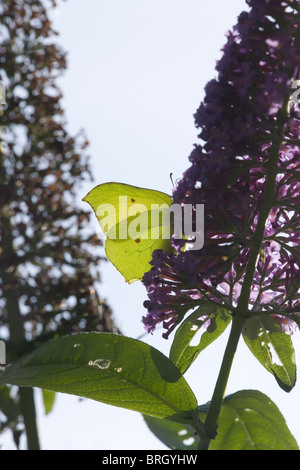 Brimstone Butterfly (Gonepteryx rhamni). Alimentazione dei fiori di Buddleia daviddii Foto Stock