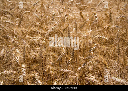 Il raccolto di grano maturo in Willamette Valley di Oregon, Stati Uniti d'America. Foto Stock