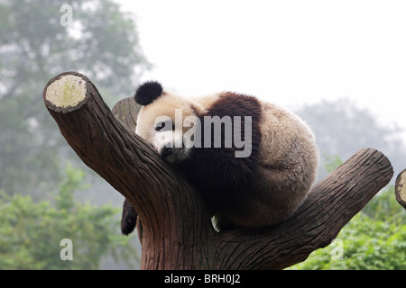 Panda gigante Ailuropoda melanoleauca giacente in la fronda di un albero a dormire con la sua testa sul registro e i suoi piedi penzolanti Foto Stock