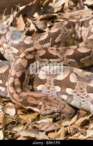 Di Dumeril Boa (Boa dumerili). Nativo del Madagascar. Mostra camouflage; colorazione dirompente, marcature criptico. Foto Stock
