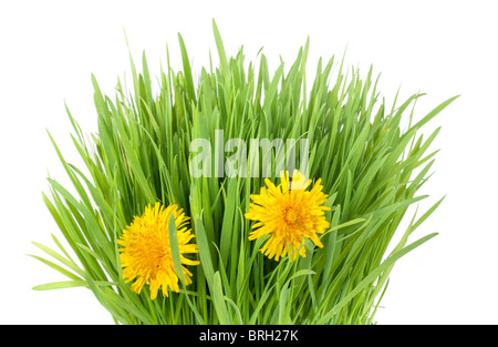 Erba fresca ciuffo con due fiori di tarassaco isolato su bianco Foto Stock