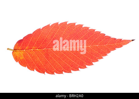 Vivid autumn leaf isolati su sfondo bianco Foto Stock