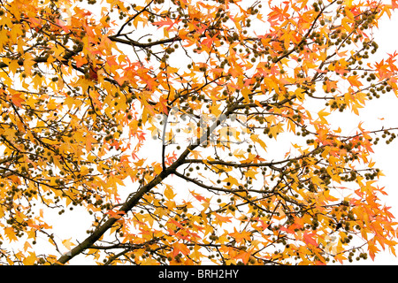 Vivid liquidambar autumn tree isolati su sfondo bianco Foto Stock