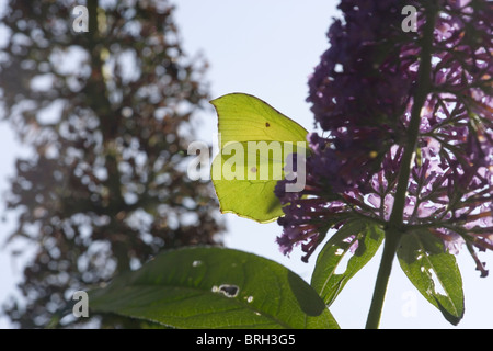 Brimstone Butterfly (Gonepteryx rhamni). Alimentazione dei fiori di Buddleia davideia o farfalla Bush. Foto Stock