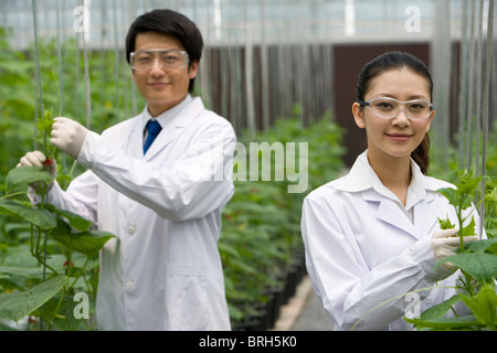 Gli scienziati stanno svolgendo attività di ricerca in una moderna azienda agricola Foto Stock