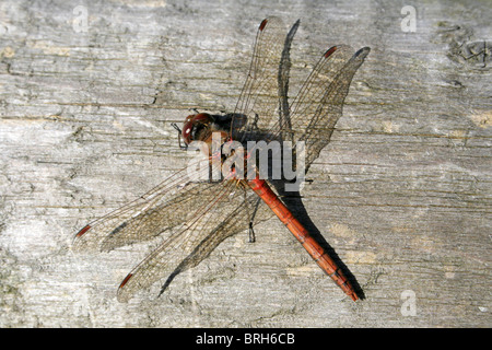 Comune maschio Darter Sympetrum striolatum prese a Martin mera WWT, LANCASHIRE REGNO UNITO Foto Stock