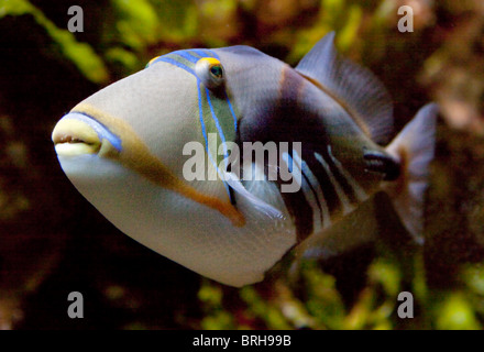 Pesci balestra picasso (rhinecanthus aculeatus) Foto Stock