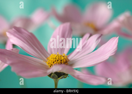 Rosa cosmo contro un sfondo turchese Foto Stock