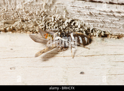 Zebra Jumping Spider uccidendo e alimentazione su un Caddis Fly Foto Stock