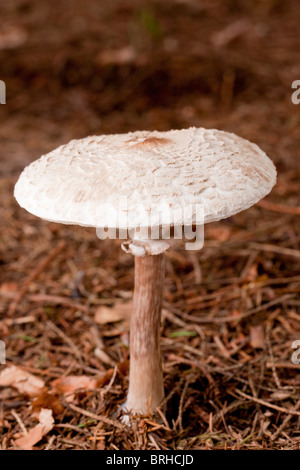 Falsa morte tappo (a fungo Amanita citrina) Foto Stock