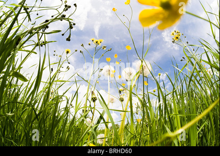 Fiori Selvatici, Salisburgo, Austria Foto Stock