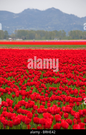 Tulip Farm, Skagit Valley, Washington, Stati Uniti d'America Foto Stock