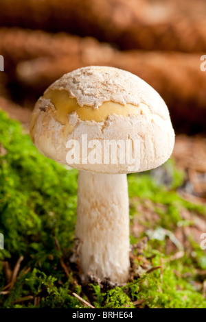 La morte di giovani tappo (a fungo Amanita phalloides) Foto Stock