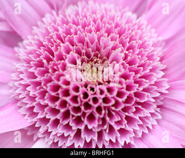 Close up Fiore rosa Foto Stock