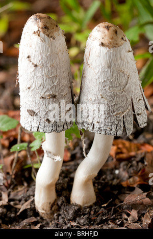 Il shaggy copertura di inchiostro di funghi (Coprinus comatus) Foto Stock