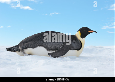 Pinguino imperatore, Snow Hill Island, Penisola Antartica Foto Stock