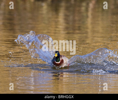 Il germano reale (Anas platyrhychos ) drake lo sbarco su acqua Foto Stock