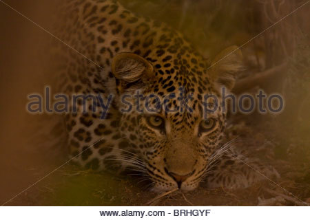 Un leopard abbagliamenti attraverso foglie sfocate. Foto Stock