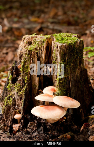 Ciuffo di zolfo di funghi (Hypholoma fasciculare) Foto Stock